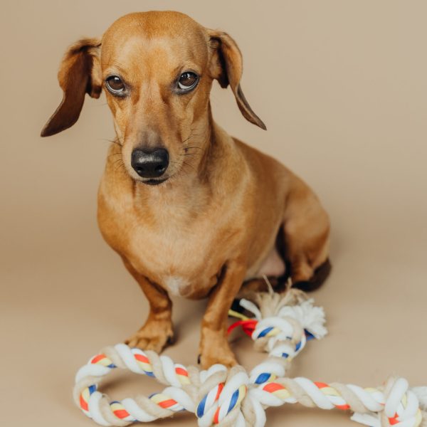 Dachshund with toy rope sitting on studio floor for pet product and advertisement concept