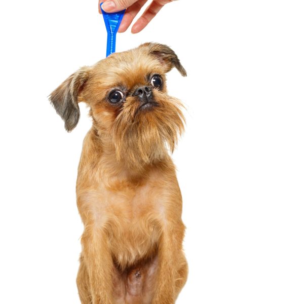 Processing dogs breed Brussels Griffon drops from fleas and ticks